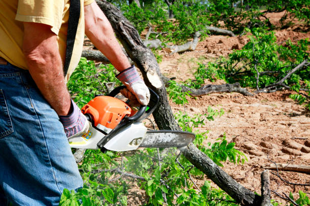 Reliable Elizabethtown, NC Tree Service Solutions